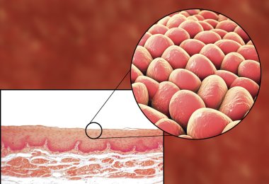 Human cells, micrograph and 3D illustration clipart