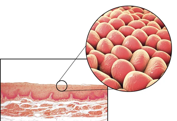 Lidské buňky, mikrofotografie a 3d obrázek — Stock fotografie