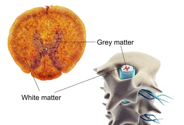 Przekrój rdzenia kręgowego — Zdjęcie stockowe