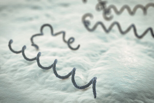 Bacteria Treponema pallidum