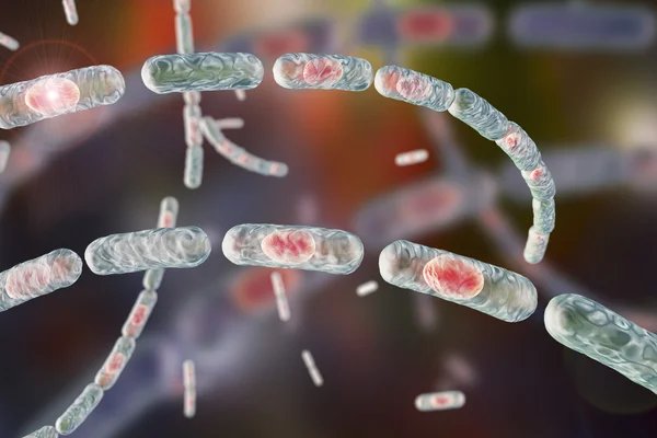 Bacterias Bacillus anthracis — Foto de Stock