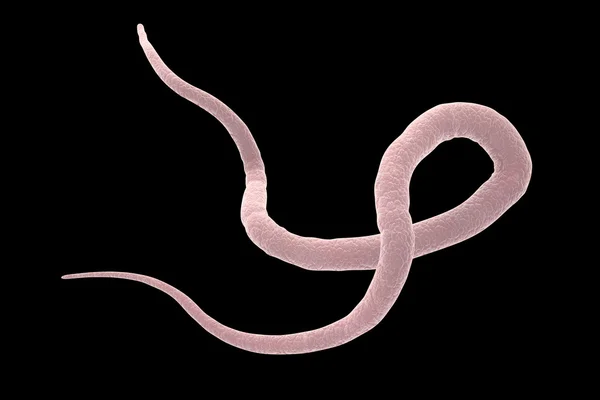 Parpete Ascaris lumbricoides — стоковое фото