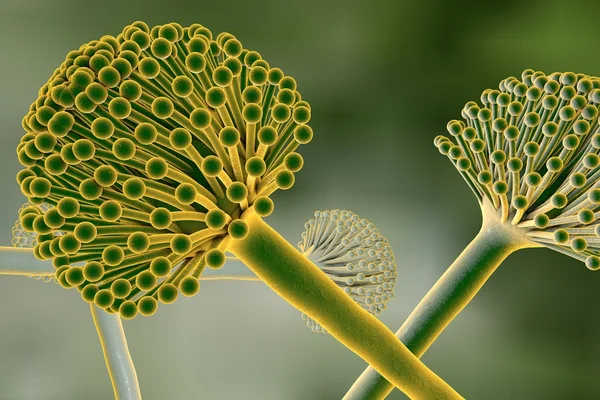 Schimmelpilze — Stockfoto