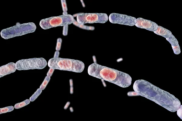 Bacterias Bacillus anthracis — Foto de Stock