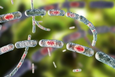 Bakteri Bacillus anthracis