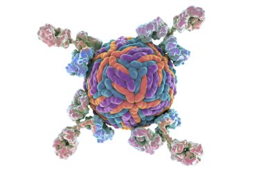 Zika virüsüne saldıran antikorlar