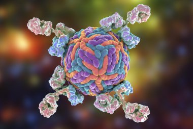 Zika virüsüne saldıran antikorlar