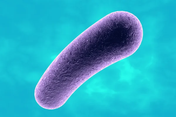 Родообразная бактерия — стоковое фото