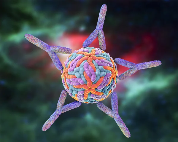 Антитела, атакующие вирус Зика — стоковое фото