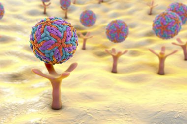 Zika virus attaching to receptors on human cell