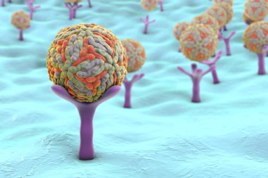 Zika virus attaching to receptors on human cell