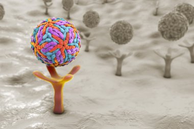 Zika virus attaching to receptors on human cell