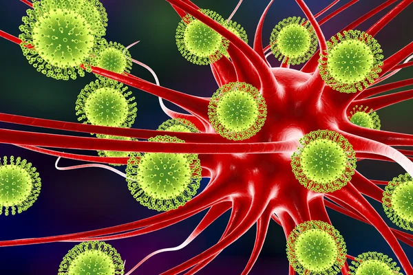 Вирусы Зика, поражающие клетки мозга — стоковое фото