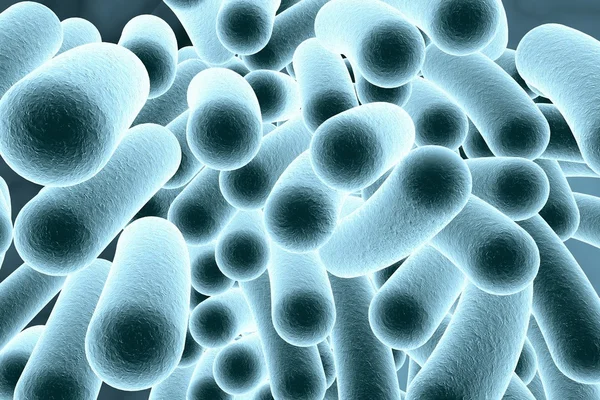 Rod shaped bacteria — Stock Photo, Image