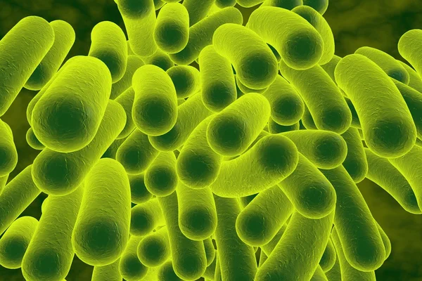 Rod shaped bacteria — Stock Photo, Image