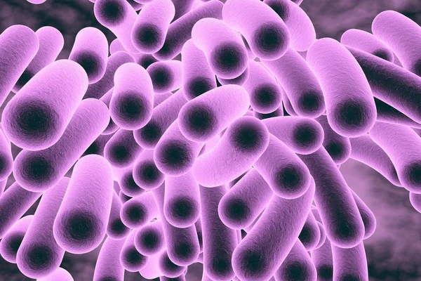Tyčinkovitá bakterie — Stock fotografie