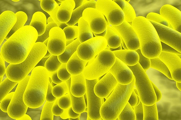 Rod shaped bacteria — Stock Photo, Image