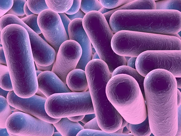 Rod shaped bacteria — Stock Photo, Image