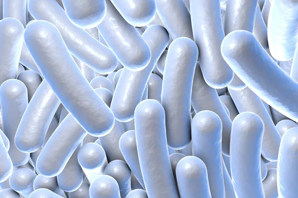 Rod shaped bacteria — Stock Photo, Image