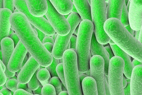 Rod shaped bacteria — Stock Photo, Image