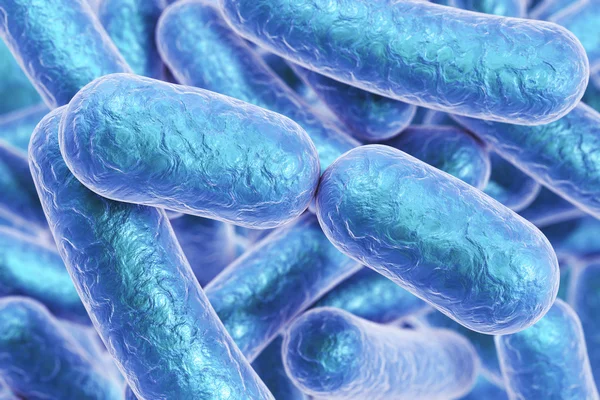 Rod shaped bacteria — Stock Photo, Image