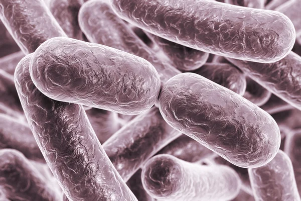 Бактерии в форме стержня — стоковое фото