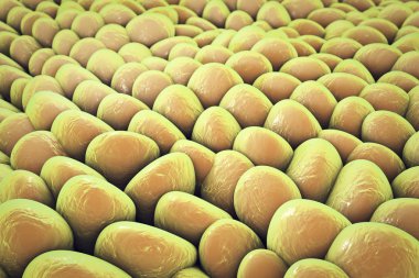 İnsan hücreleri tabakası