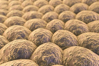 İnsan hücreleri tabakası