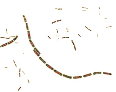 Bacteria Bacillus anthracis clipart