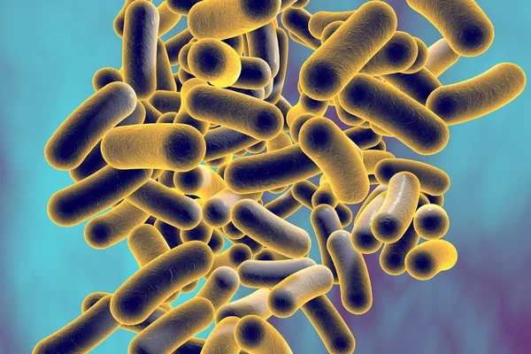 Rod shaped bacteria — Stock Photo, Image