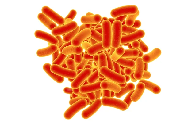 Rod vormige bacteriën — Stockfoto