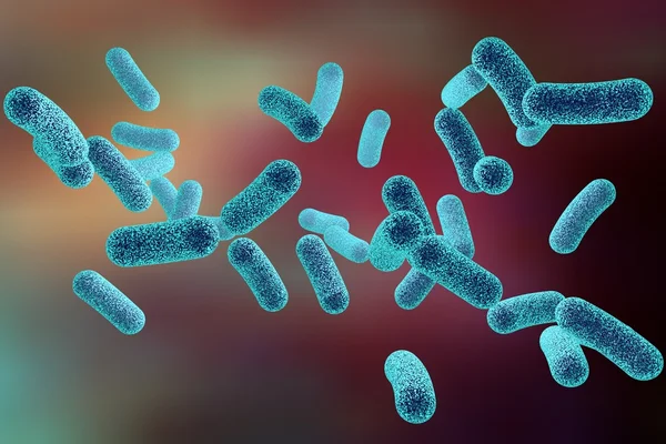 Rod shaped bacteria — Stock Photo, Image