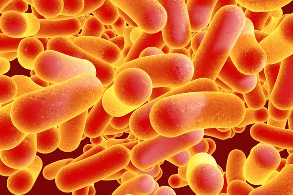 Rod shaped bacteria — Stock Photo, Image