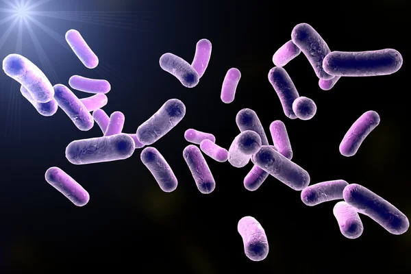 Rod vormige bacteriën — Stockfoto