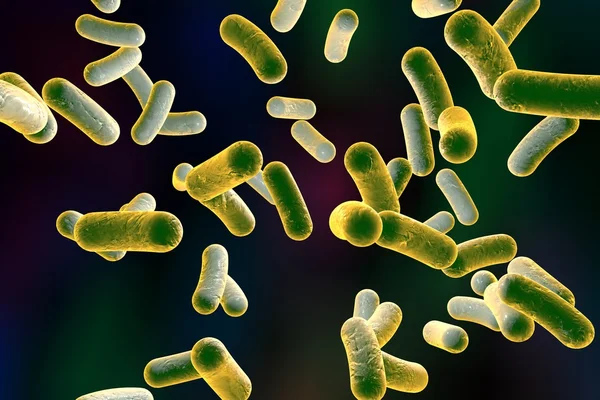 Rod vormige bacteriën — Stockfoto