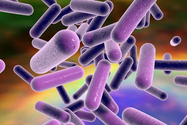 Rod vormige bacteriën — Stockfoto