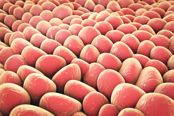 Schicht menschlicher Zellen — Stockfoto