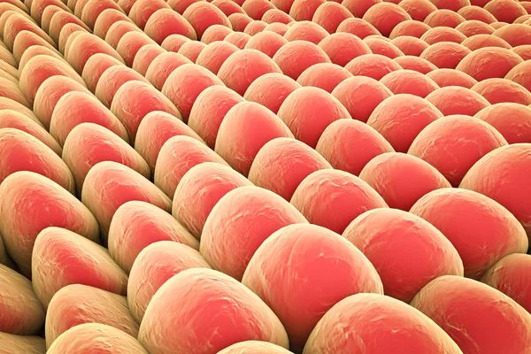 Strato di cellule umane — Foto Stock