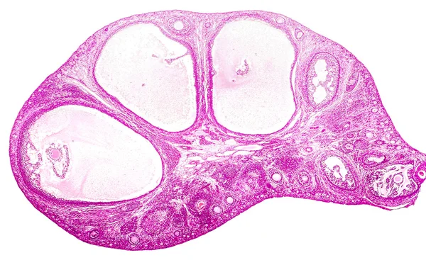 Micrographie lumineuse de l'ovaire — Photo