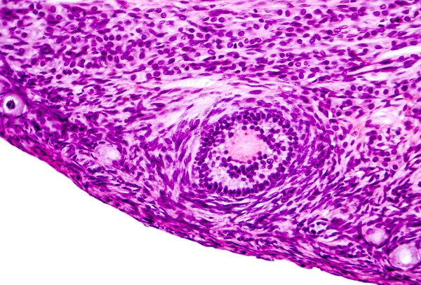 卵巢的光显微图 — 图库照片