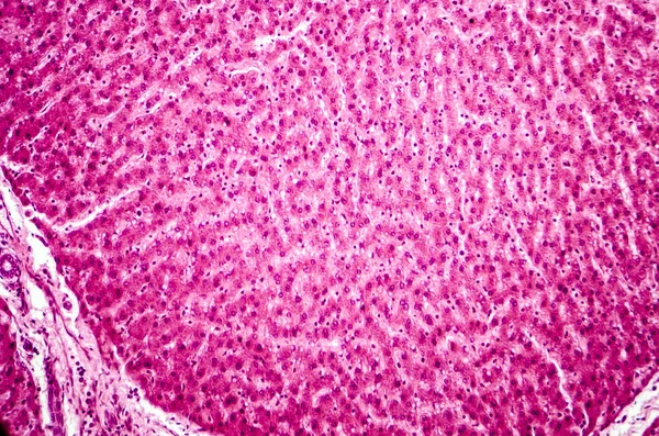 El micrografo claro del hígado — Foto de Stock