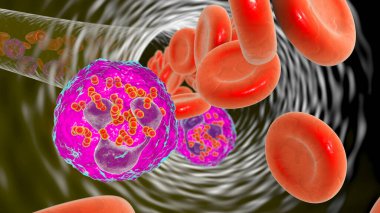 Meningococcemia, bacteria Neisseria meningitidis in the bloodstream inside neutrophils, 3D illustration