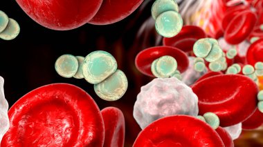 Meningococcemia, the dissemination of bacteria Nesseria meningitidis, or meningococci, into the bloodstream, 3D illustration