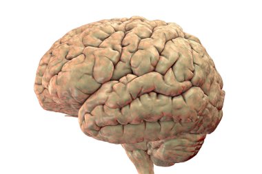 Human brain isolated on white background, scientifically accurate 3D illustration