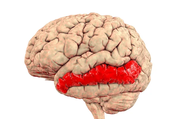 Cérebro Humano Com Giro Temporal Médio Destacado Ilustração Ele Está — Fotografia de Stock