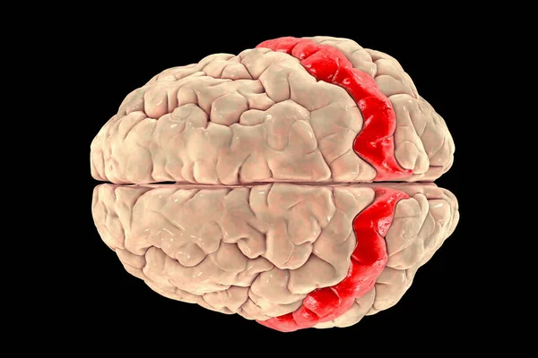 Human Brain Highlighted Postcentral Gyrus Top View Illustration Located Lateral — ストック写真