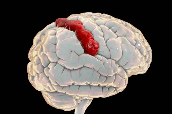 Human Brain Highlighted Postcentral Gyrus Illustration Located Lateral Parietal Lobe — Foto de Stock