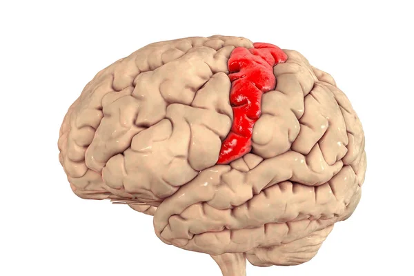 Human Brain Highlighted Precentral Gyrus Illustration Located Posterior Frontal Lobe — Zdjęcie stockowe