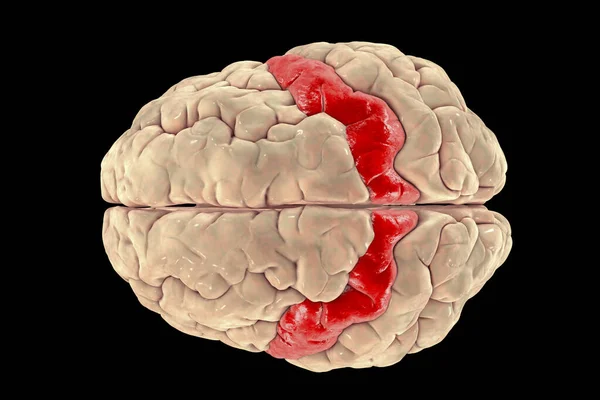 Human Brain Highlighted Precentral Gyrus Top View Illustration Located Posterior — 스톡 사진