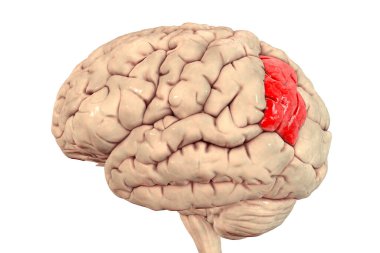 Human brain with highlighted angular gyrus, 3D illustration. It is located in the parietal lobe, is involved into language, number processing, spatial cognition, attention, and theory of mind